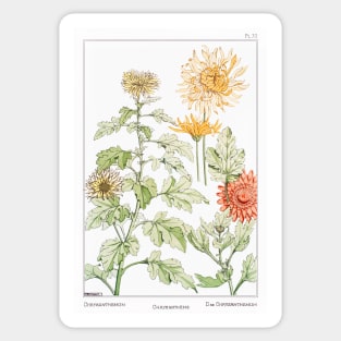 Chrysanthemum (1896) Sticker